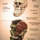 Image for article titled An incredible anatomical drawing of the Hulk's skull and musculature